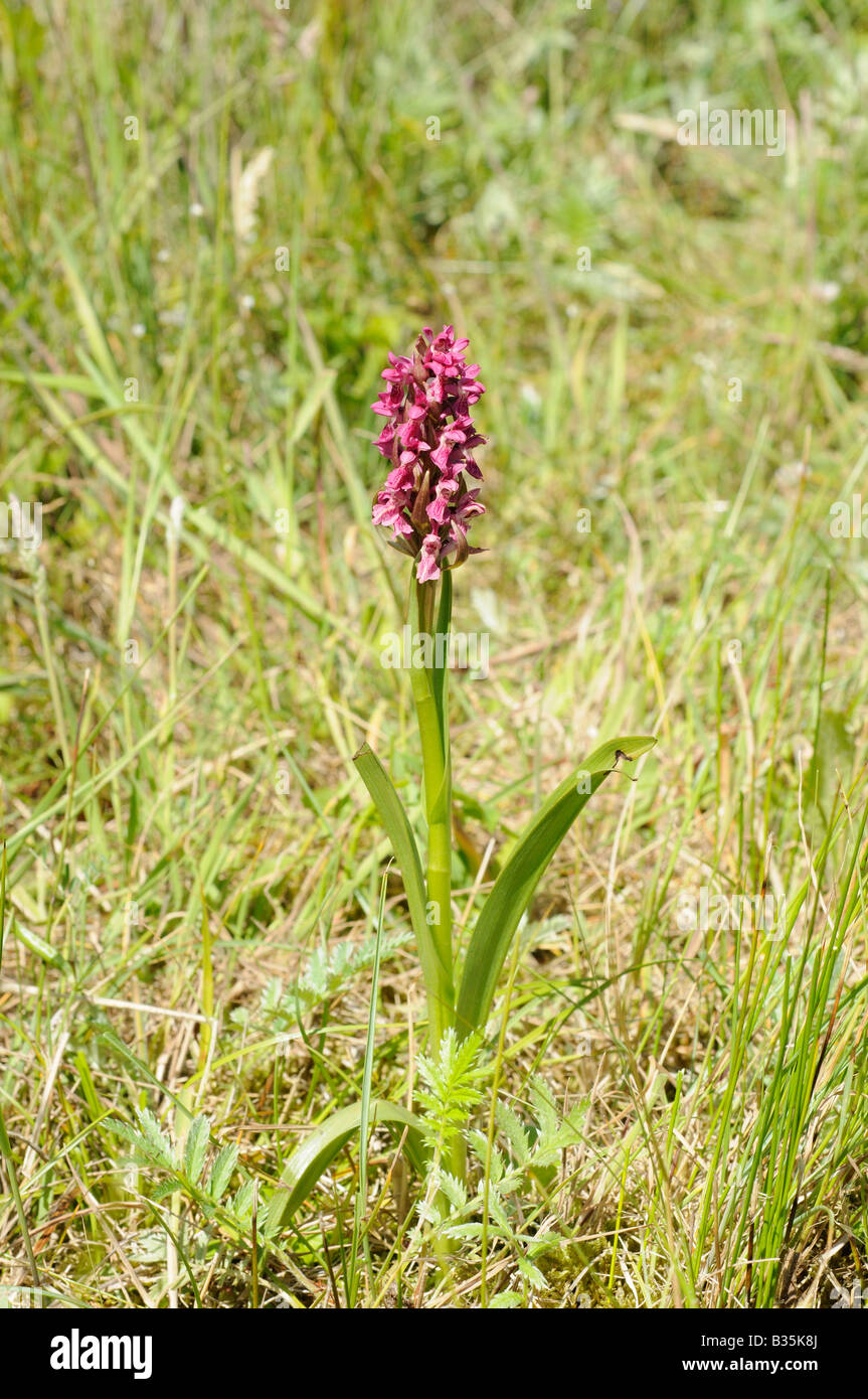 Early Marsh Orchid dactylorhiza coccinea Norfolk sub species growing in coastal dune slacks Norfolk UK July Stock Photo
