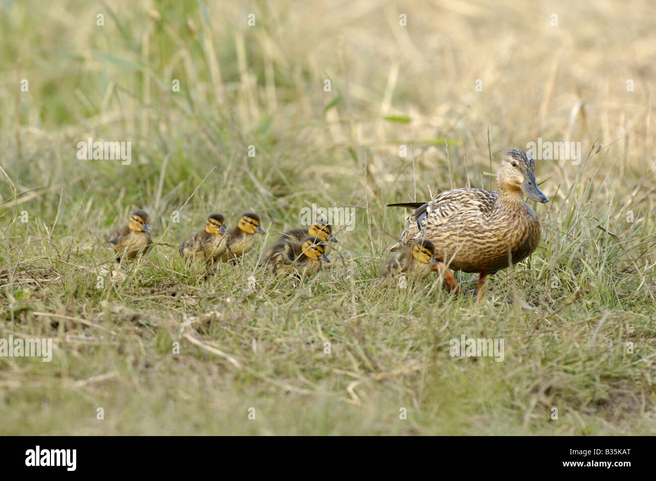 Coastal grazing marsh hi-res stock photography and images - Alamy