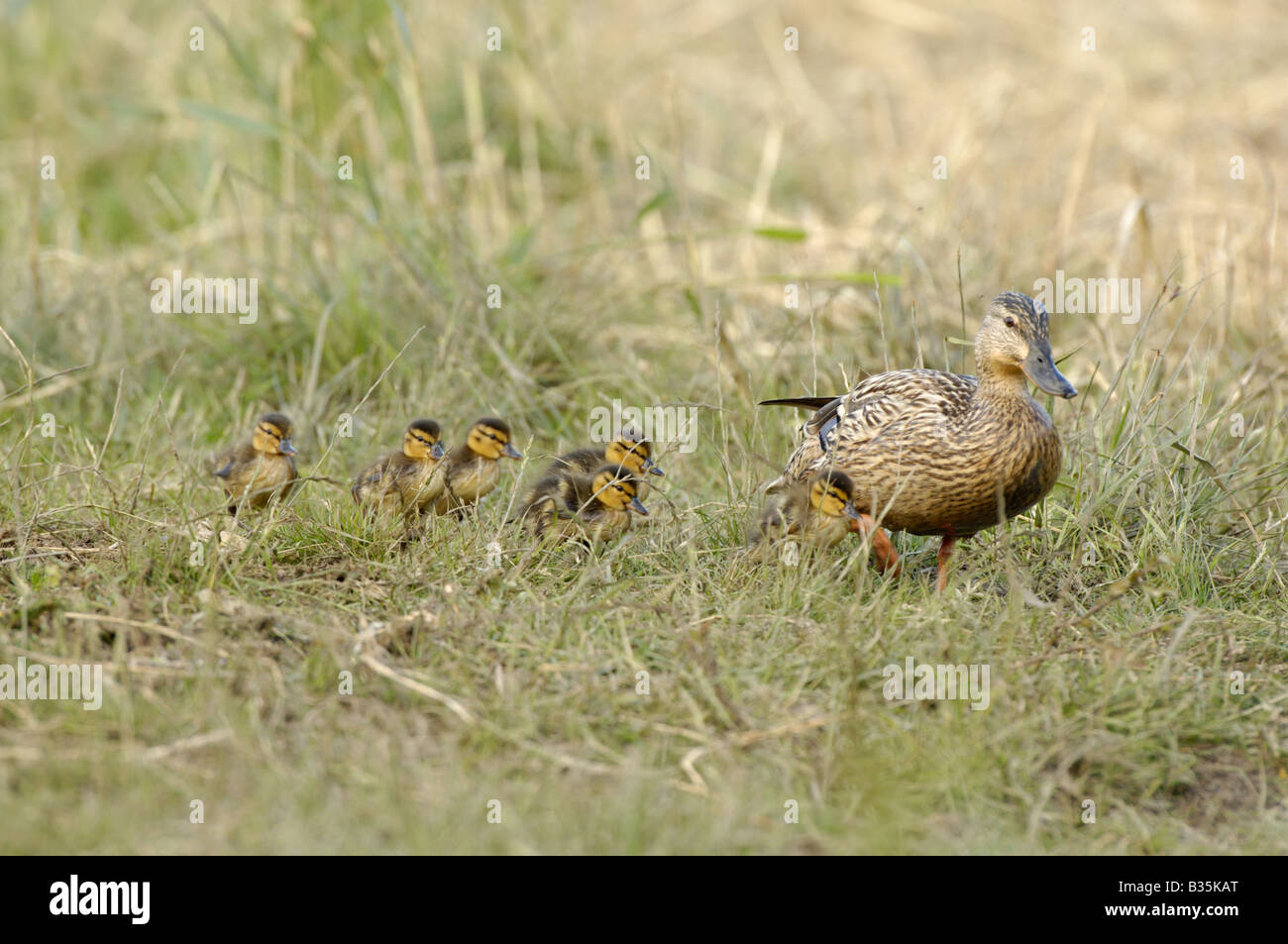 Mallard anas platyrhynchos with ducklings on coastal grazing marsh Norfolk UK Stock Photo