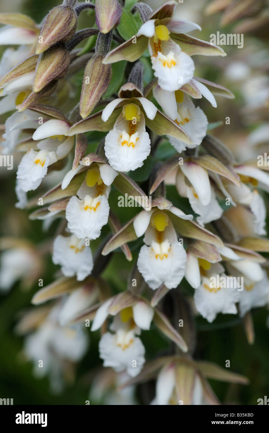 Marsh Helleborine epipactis palustris close up of flower head Norfolk UK July Stock Photo