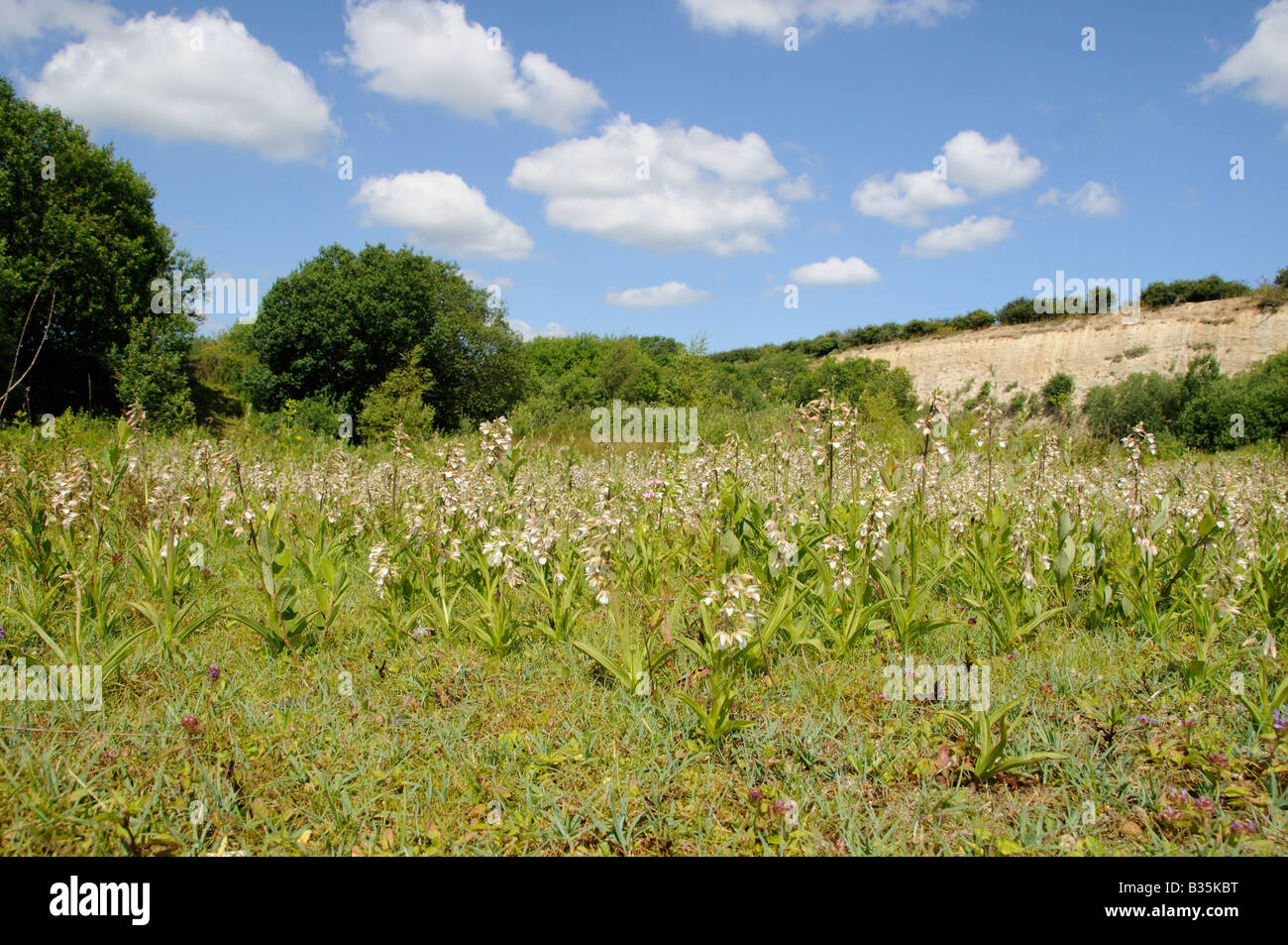 Marsh Helleborine epipactis palustris mass flowering Stock Photo