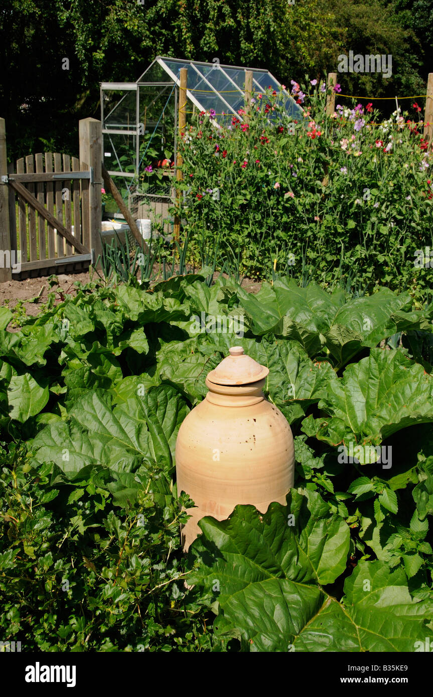 Rhubarb patch with terracotta forcer in country garden July Stock Photo