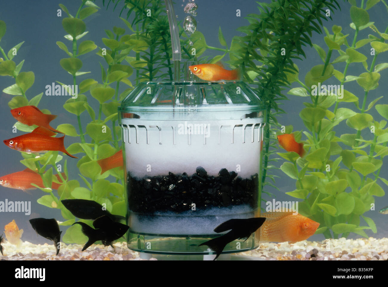 geweten Ronde sla Aquarium filter hi-res stock photography and images - Alamy