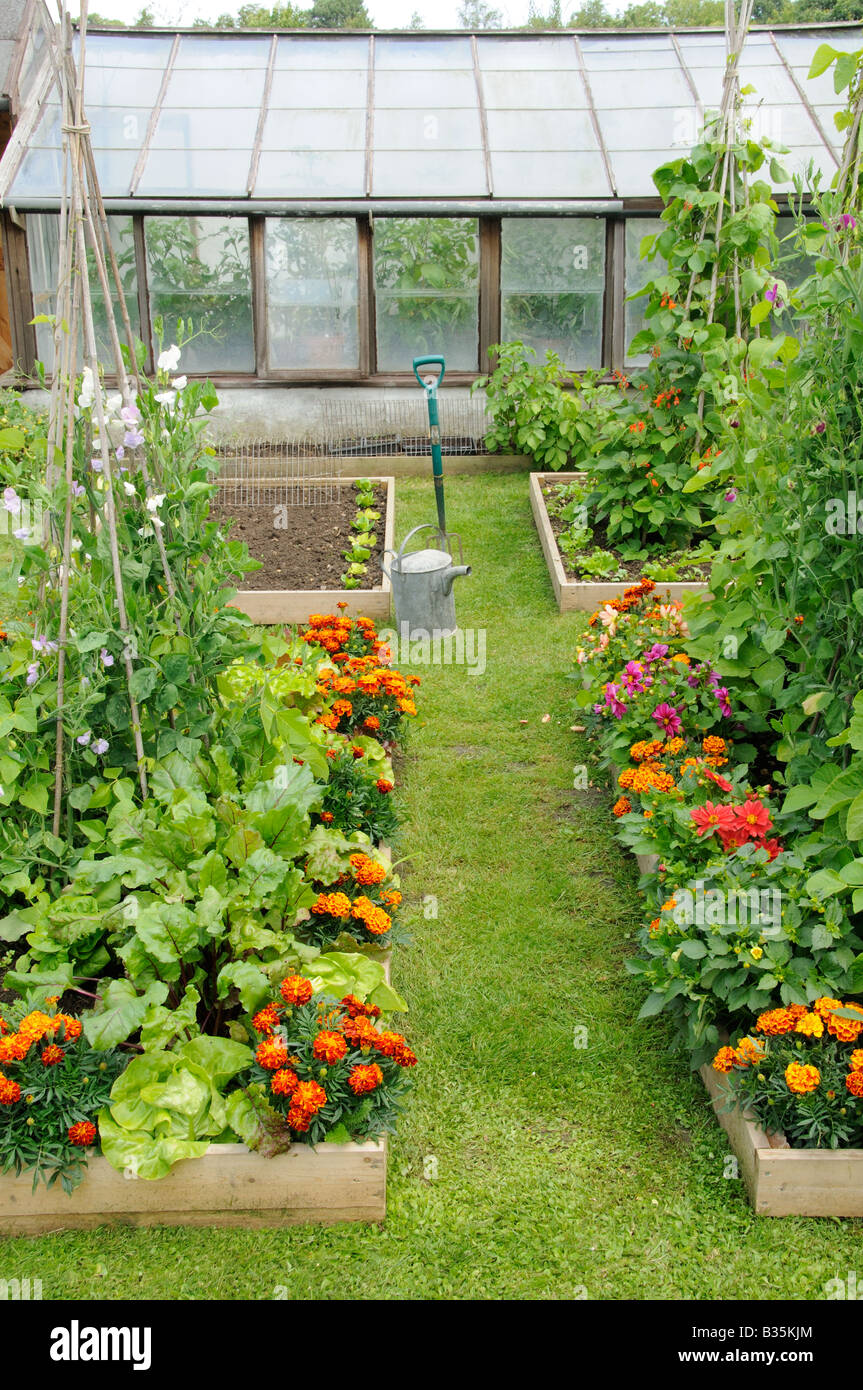 Summer garden with mixed vegetable and flower raised beds UK June Stock Photo