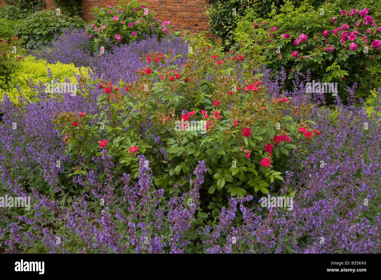 Roses and Catmint in Village Garden Stock Photo Alamy