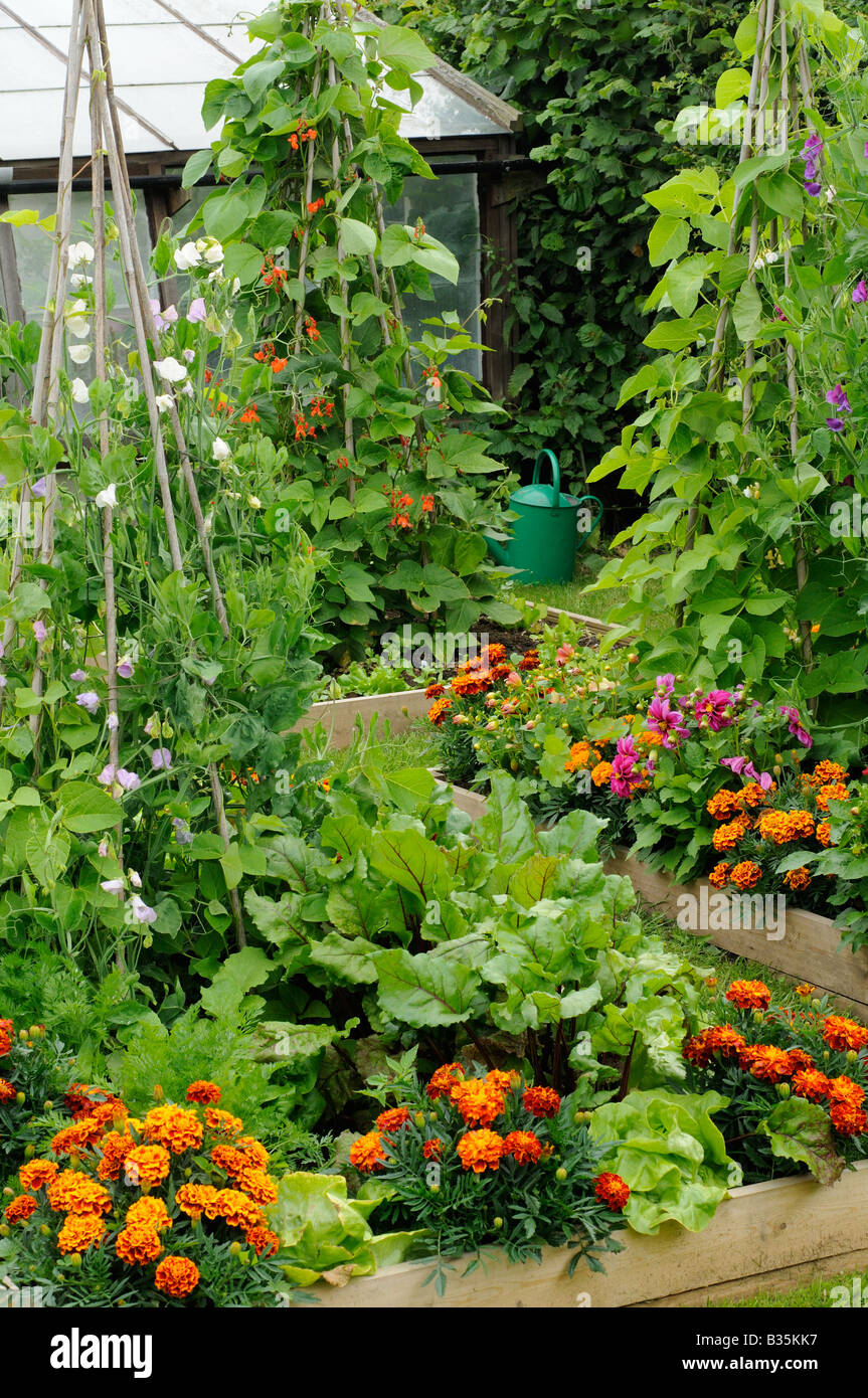 Summer garden with runner bean wigwams, mixed vegetable and flower raised beds UK June Stock Photo