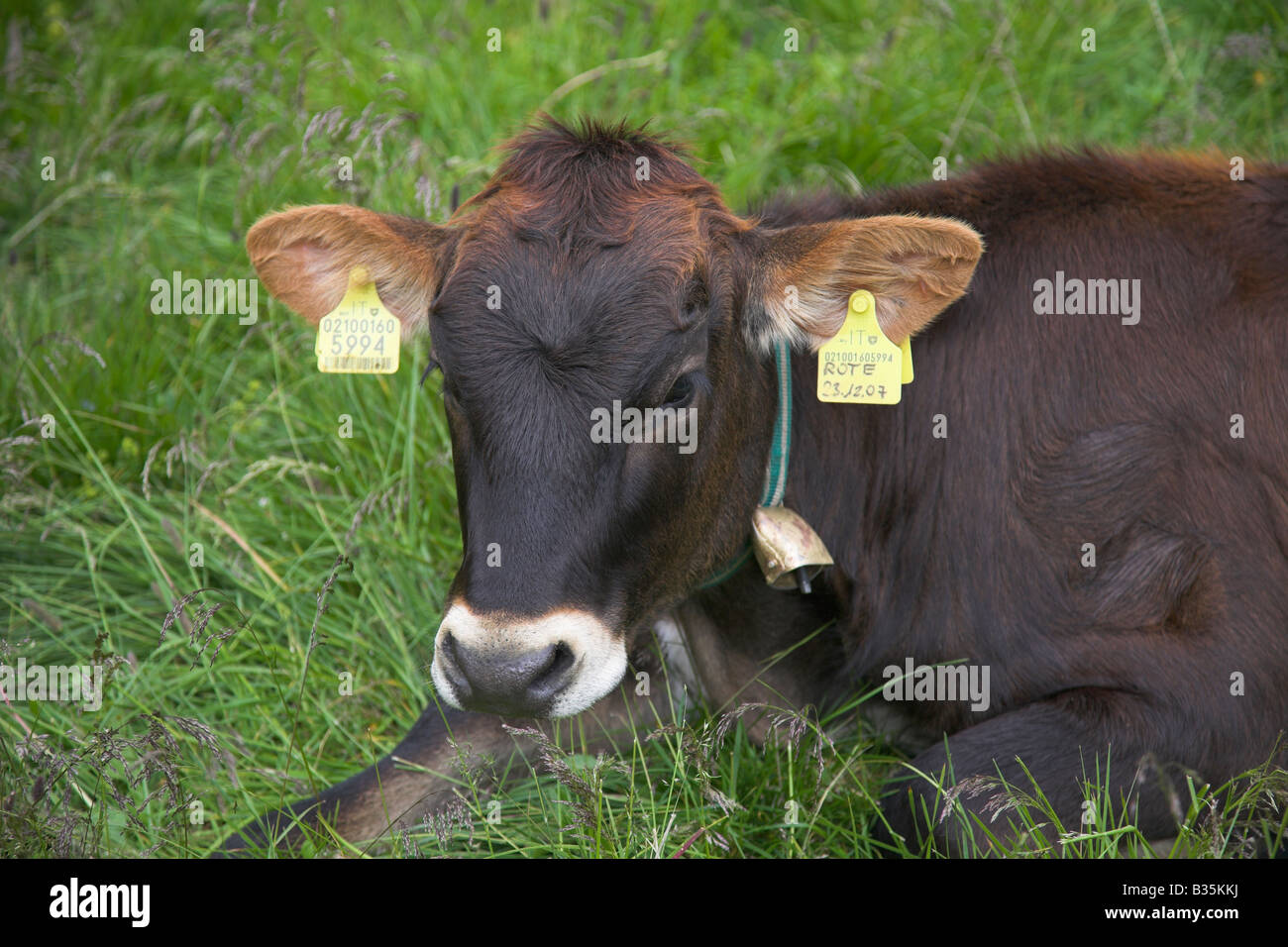 Cow with identification tags. Stock Photo