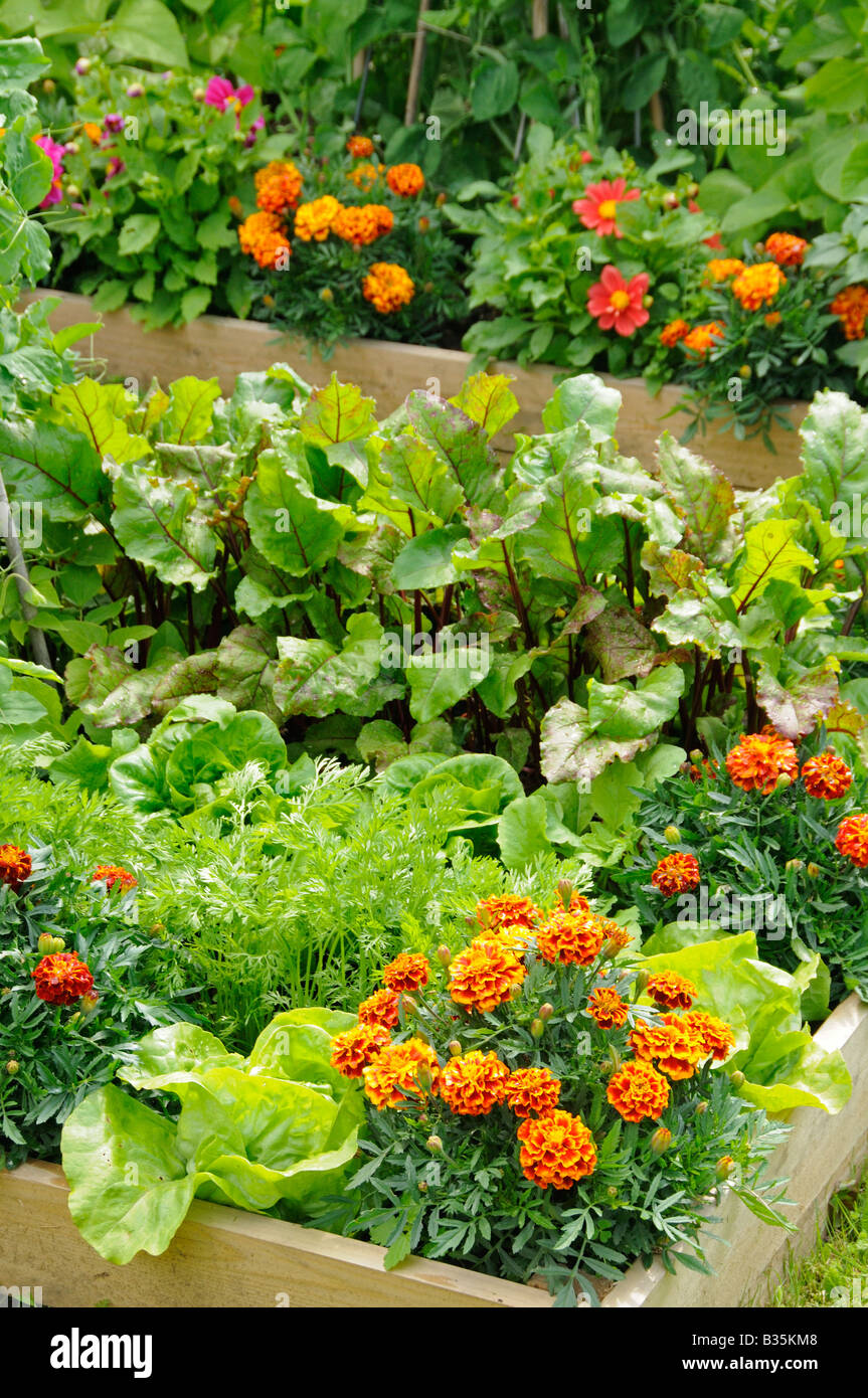 Summer garden with mixed vegetable and flower potager style raised beds UK June Stock Photo