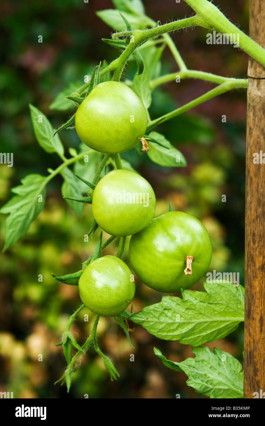 Green tomatoes on the vine Stock Photo - Alamy
