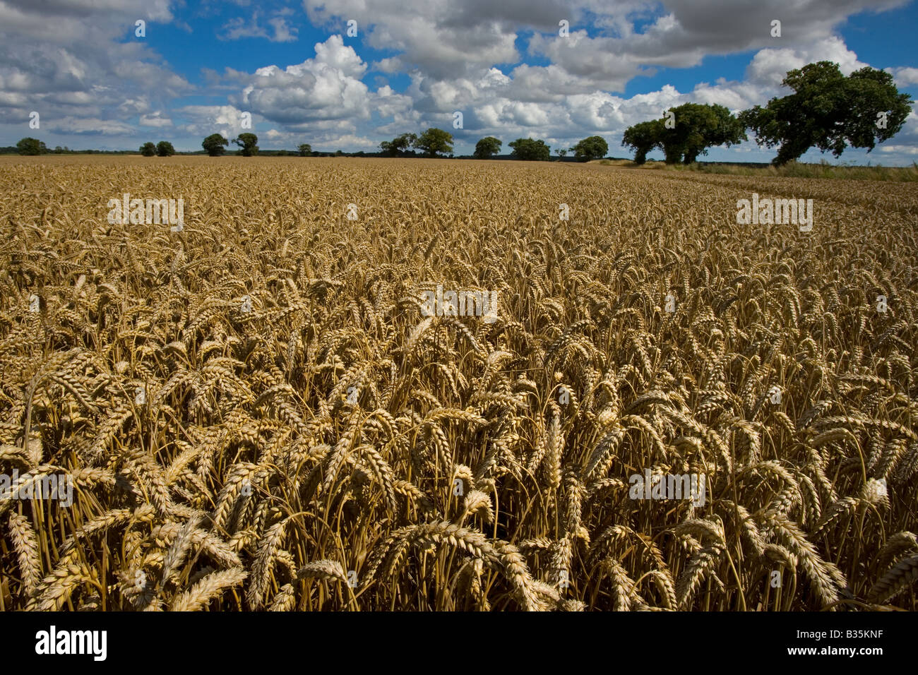 Wheat Ready for Harvest Norfolk August Stock Photo
