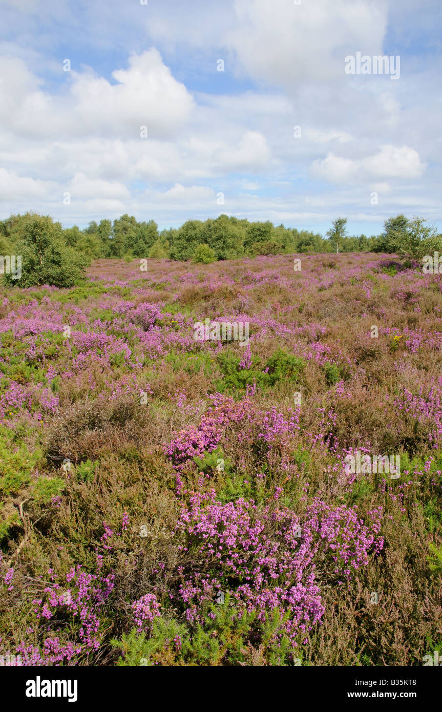 Coastal heathland with Bell Heather and Birch scrub Kelling heath Norfolk UK Stock Photo