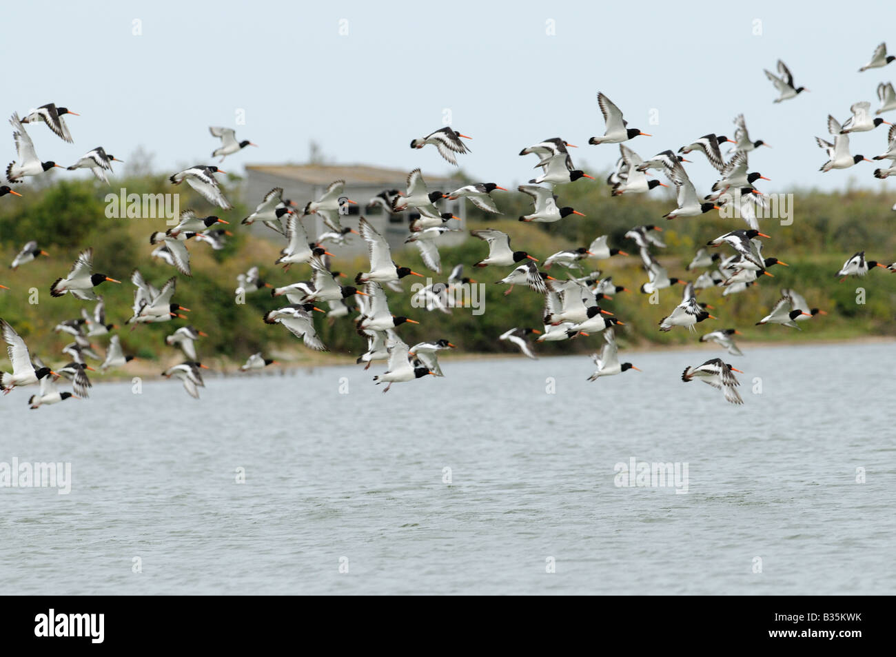 Oystercatchers haematopus ostralegus flock in flight in front of birdwatching hide Snettisham Norfolk UK August Stock Photo