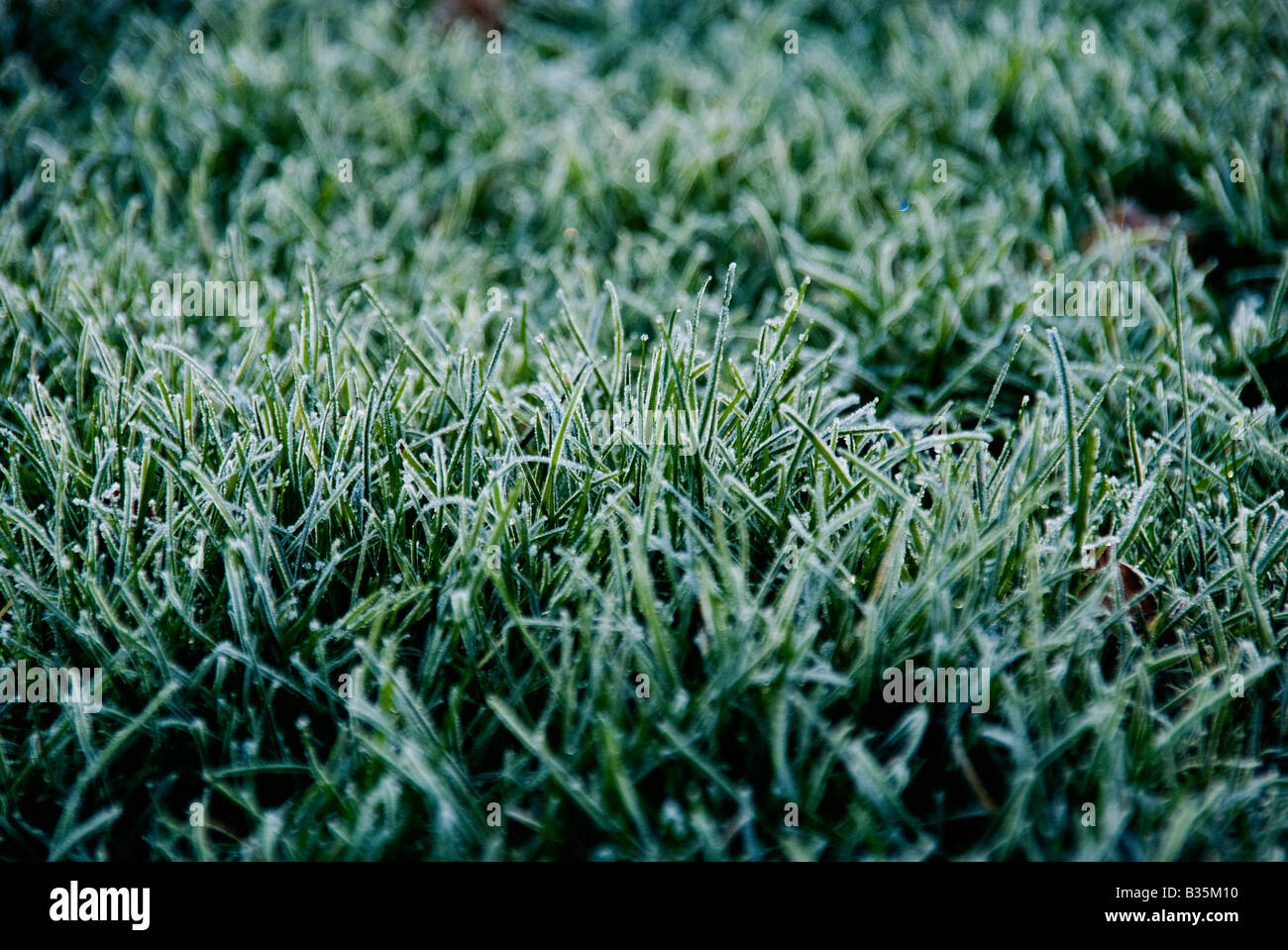 Dewy lawn Stock Photo Alamy