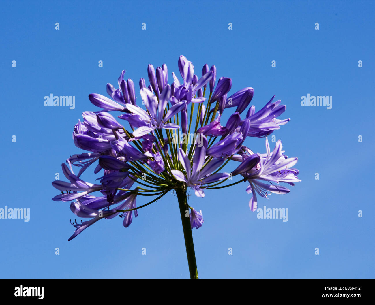 Agapanthus flower against blue sky Stock Photo