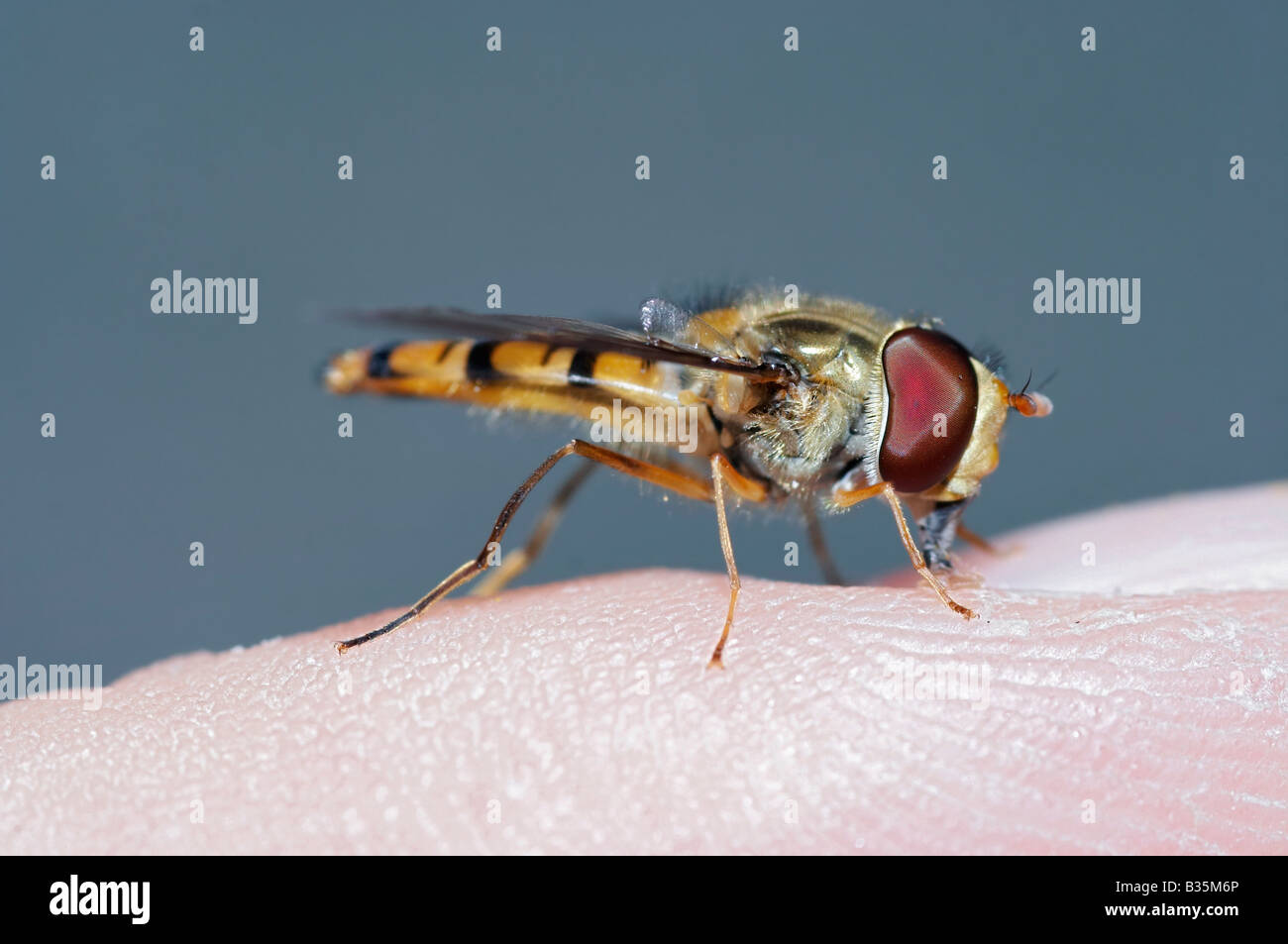 Close-up of the syrphid fly Stock Photo