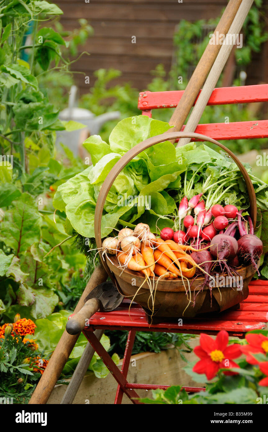 Summer garden scene with freshly harvested vegetables in wooden trug on ...