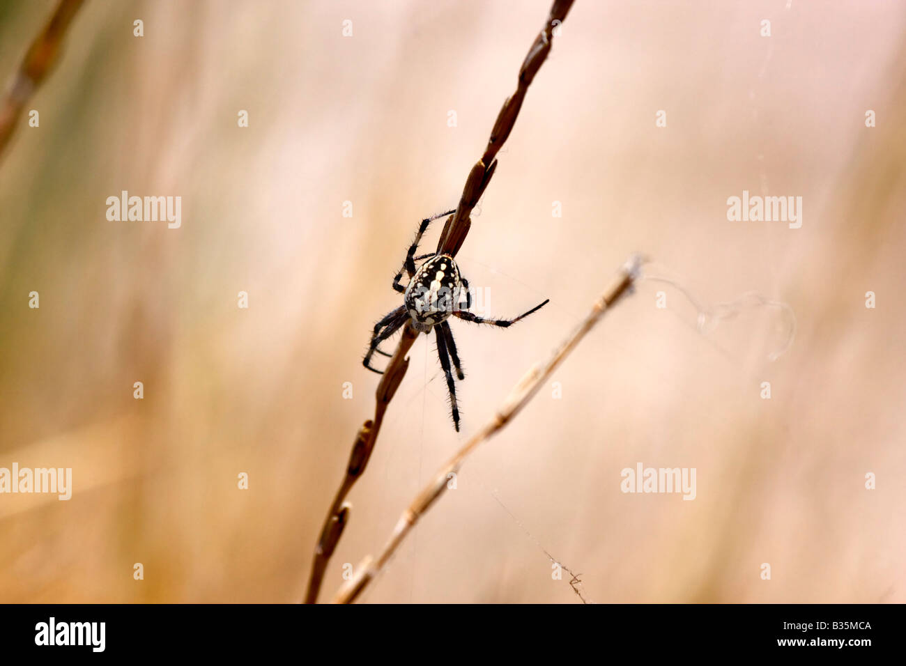 Western spotted orb weaver, neoscona oaxacensis Stock Photo