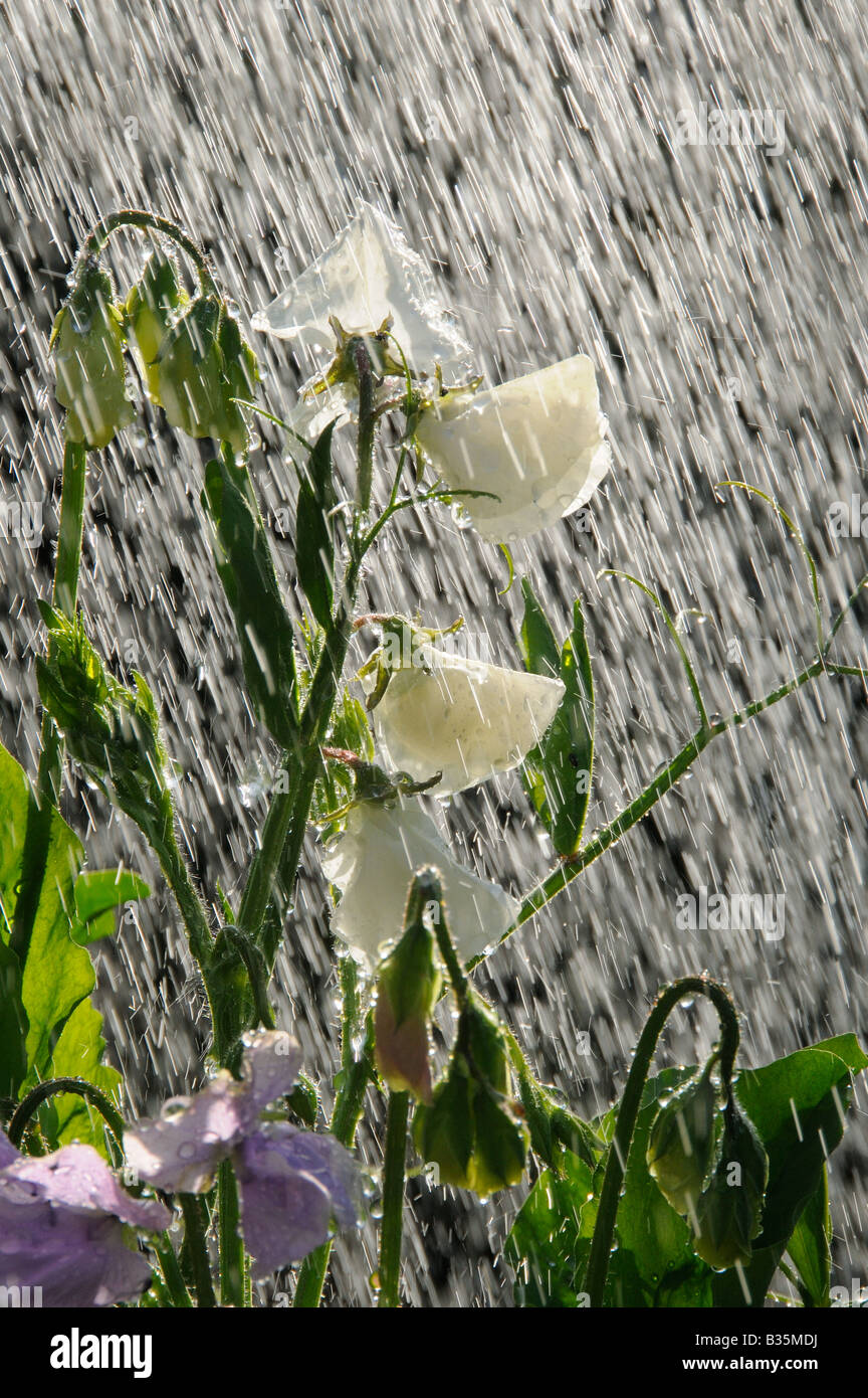Sweet Peas with raindrops July Stock Photo