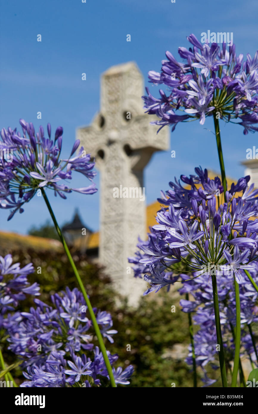 Agapanthus  blooming with Celtic cross in background Stock Photo