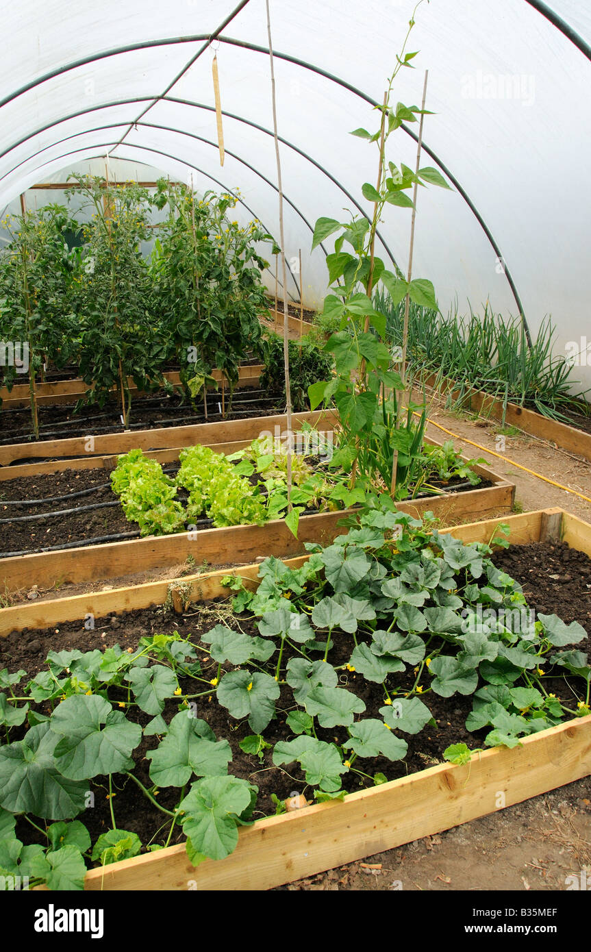 Vegetables Tomatoes Lettuce Runner beans and melons growing in poly tunnel UK July Stock Photo