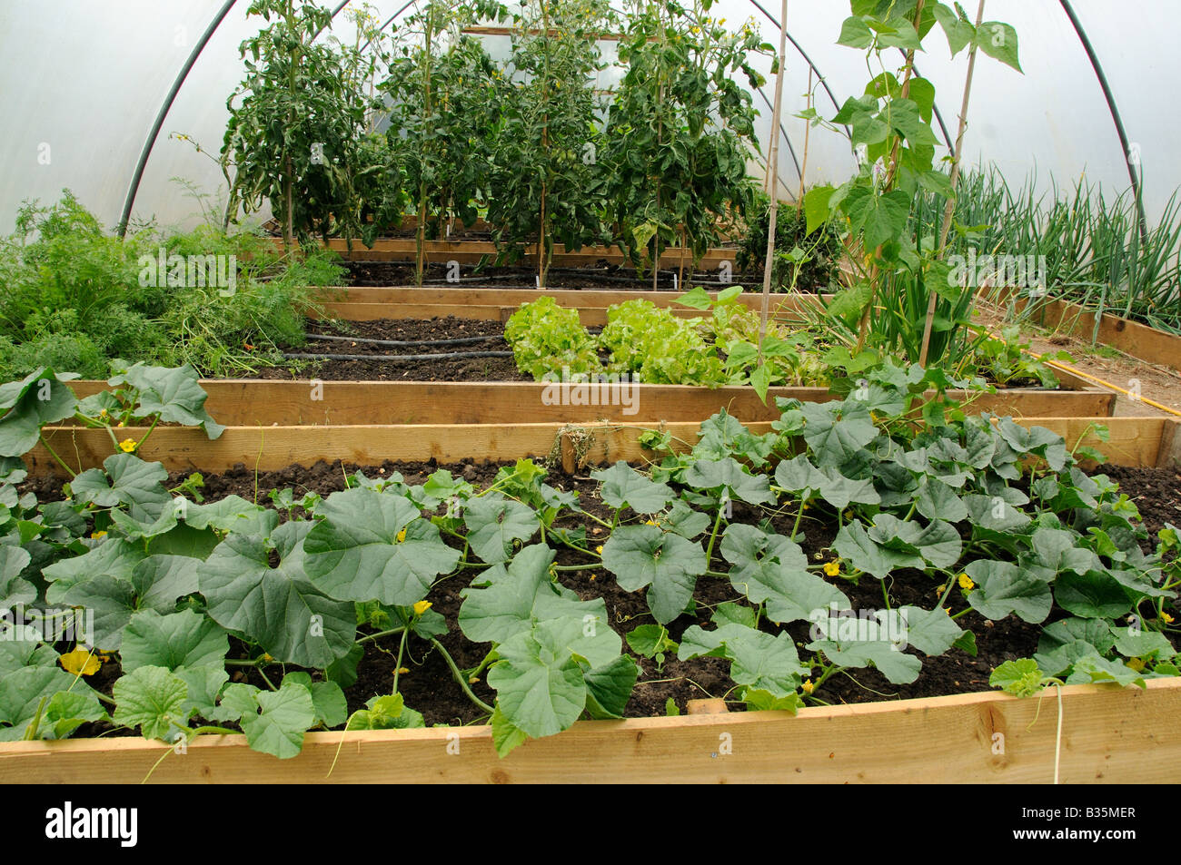 Vegetables Tomatoes Lettuce Runner beans carrots and melons growing in poly tunnel UK July Stock Photo
