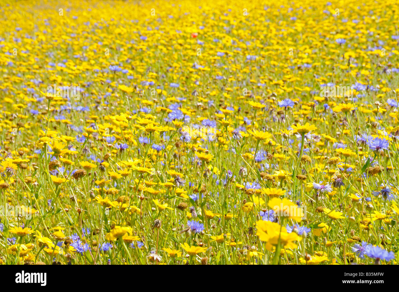 Summer wildflower meadow with Corn marigold chrysanthemum segetum Cornflower centaurea cyanus UK July Stock Photo