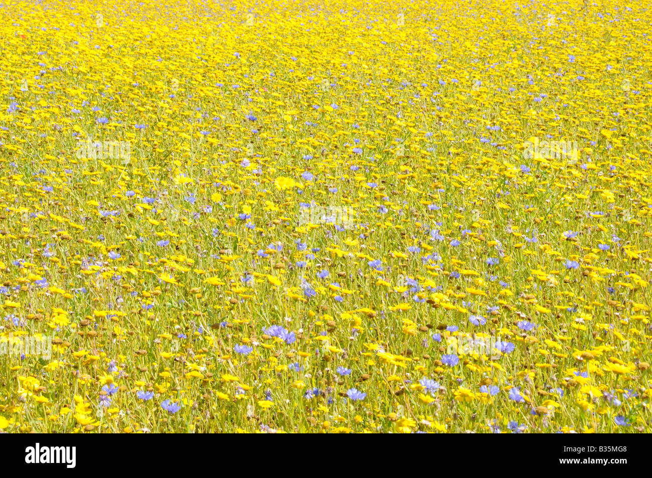 Summer wildflower meadow with Corn marigold chrysanthemum segetum Cornflower centaurea cyanus UK July Stock Photo