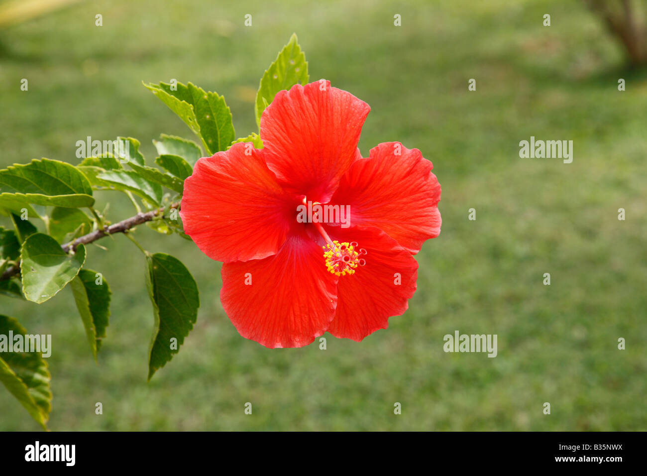 Close up hibiscus flower hi-res stock photography and images - Alamy