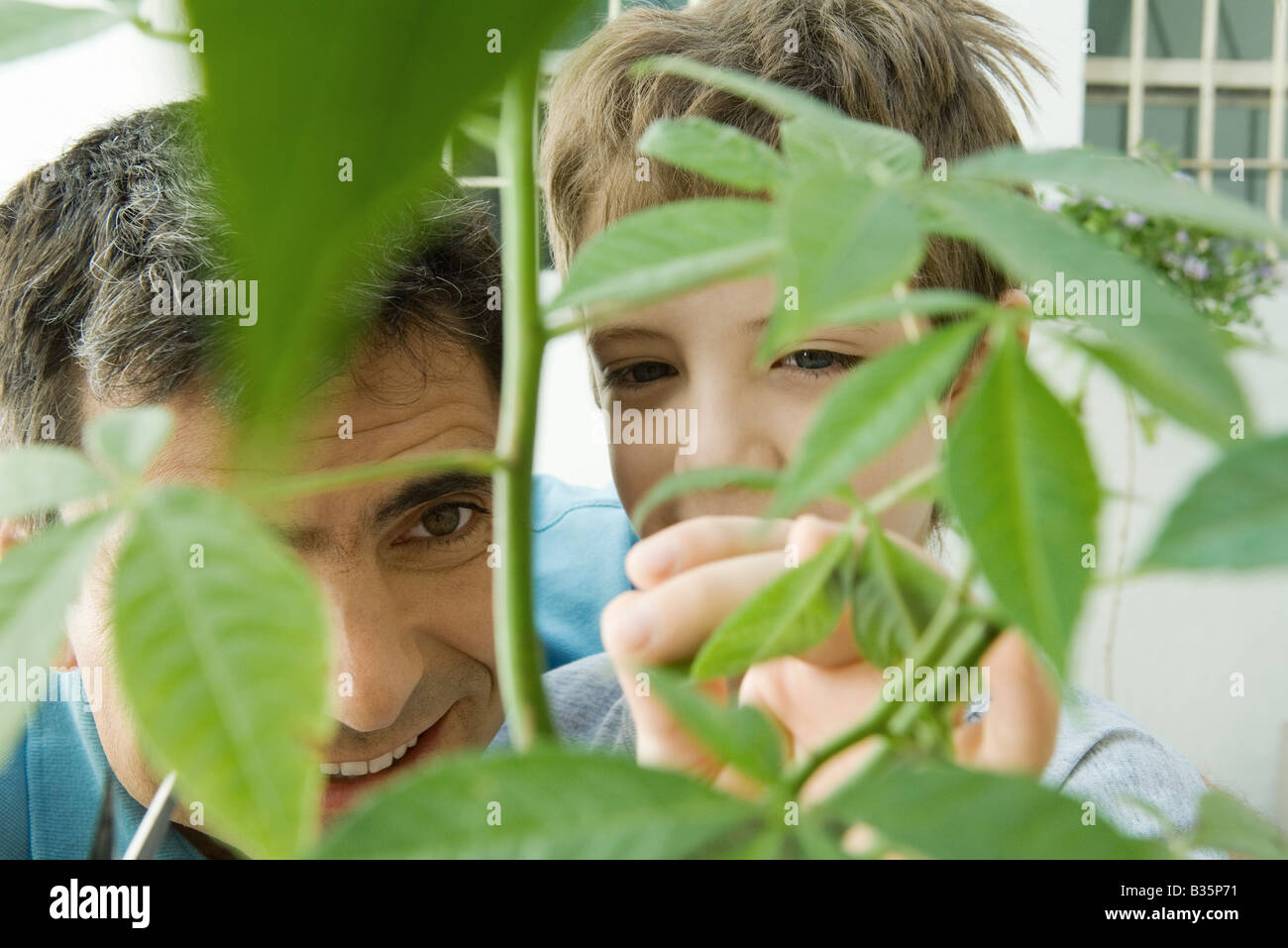 Father and son pruning plant together, smiling Stock Photo