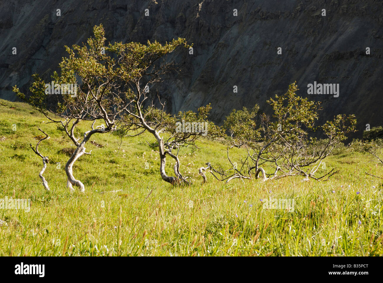 Icelandic birch tree hires stock photography and images Alamy