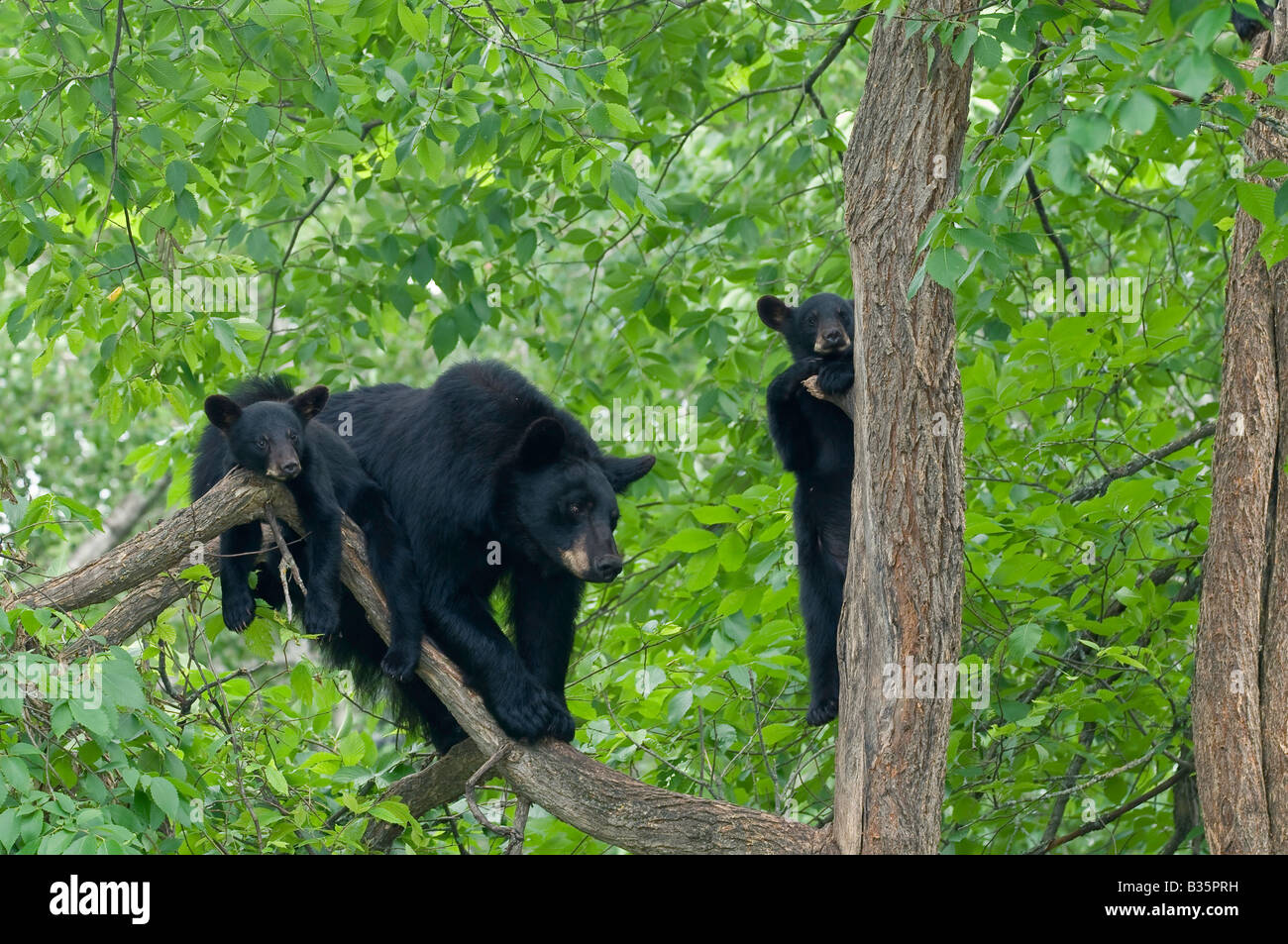 Black bear mom and cubs in tree hi-res stock photography and images - Alamy