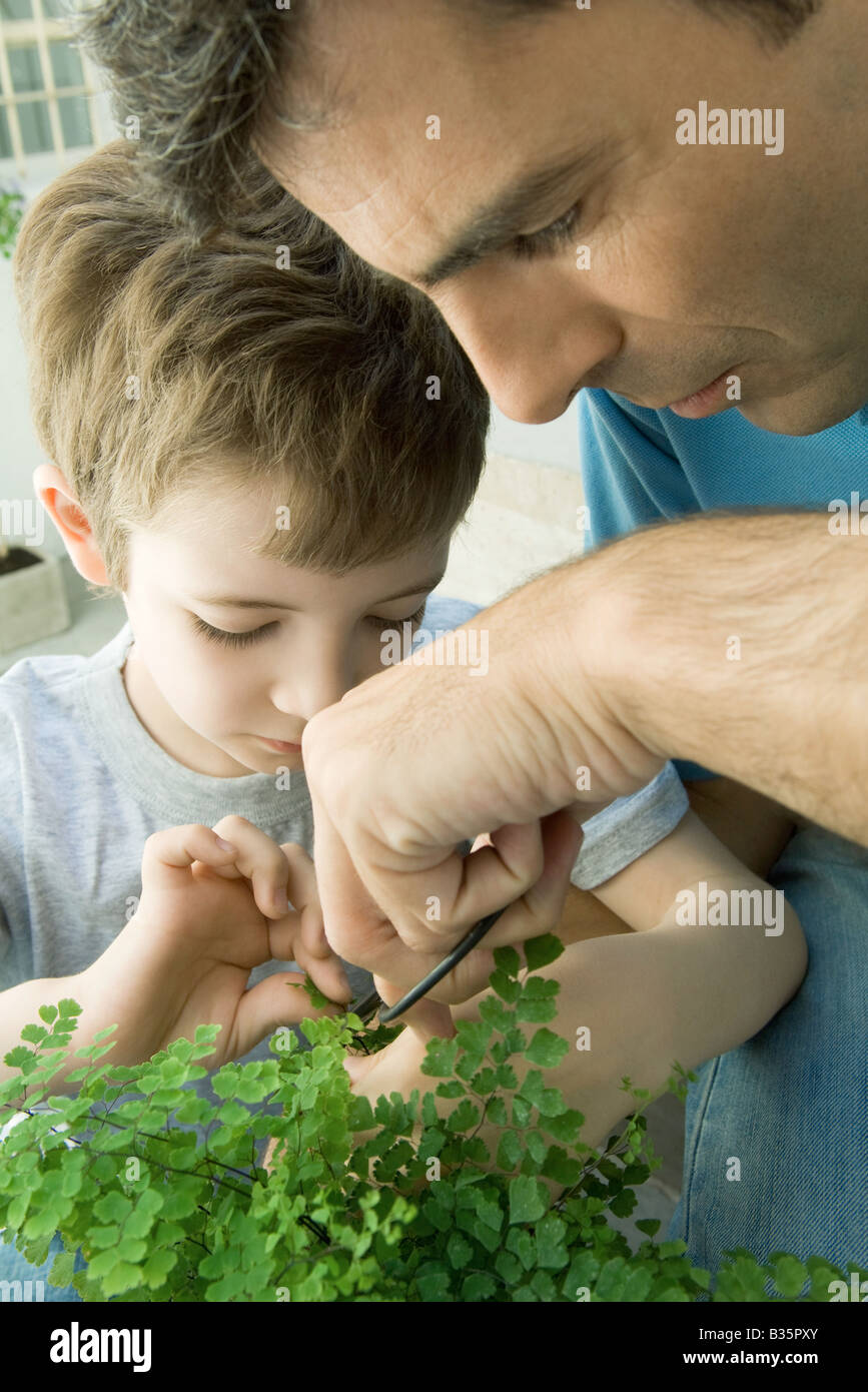 Father and son pruning plant together, close-up Stock Photo