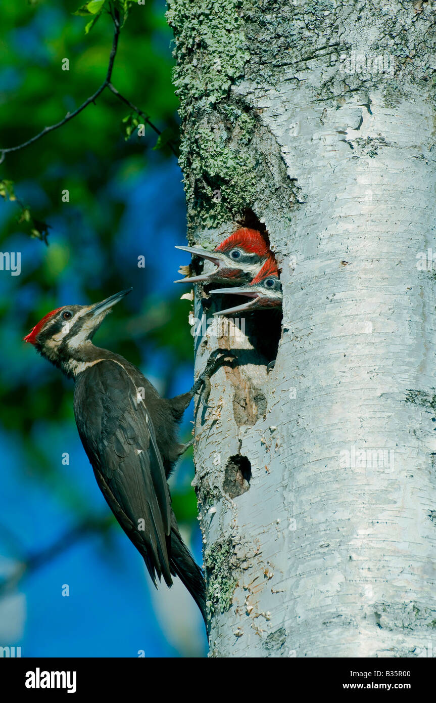 Pileated Woodpecker Dryocopus pileatus feeding chicks in nest E USA Stock Photo