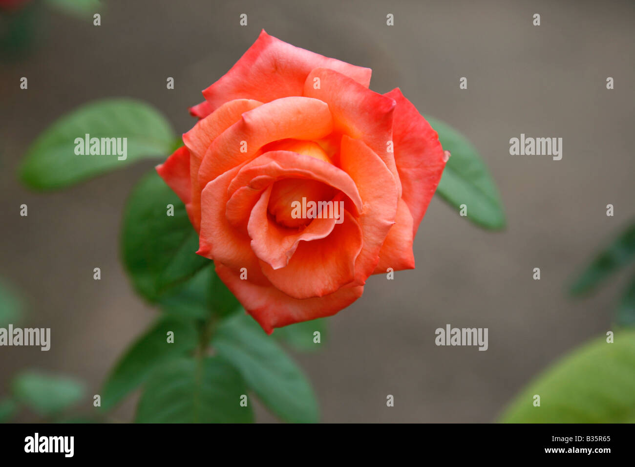 An Orange Rose Stock Photo