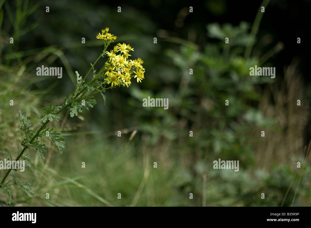 Yellow weed hires stock photography and images Alamy