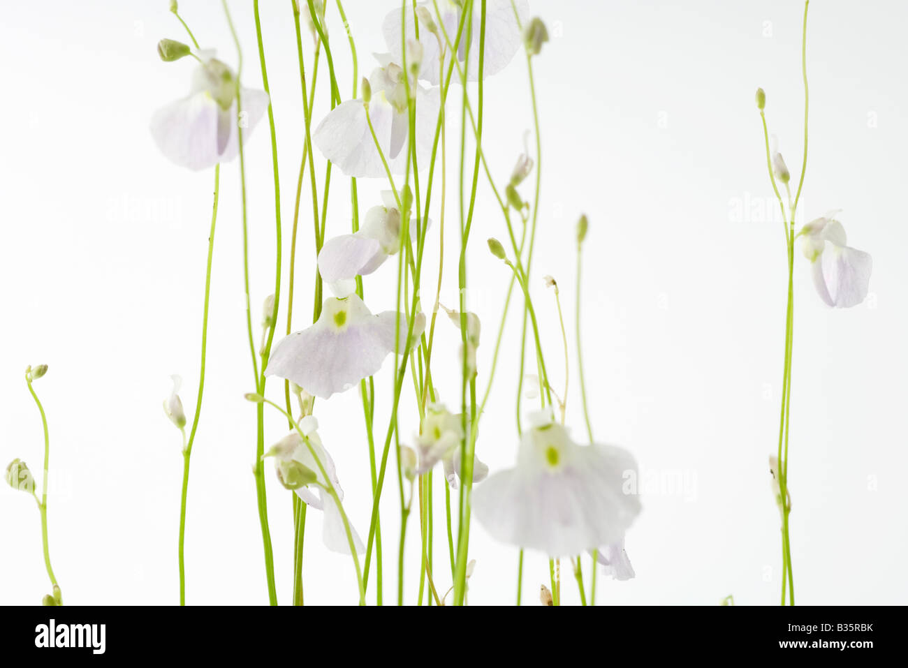 Bladderwort (Utricularia Sandersoni) Stock Photo
