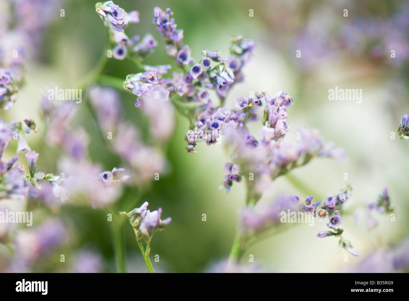 Close-up of duranta, selective focus Stock Photo