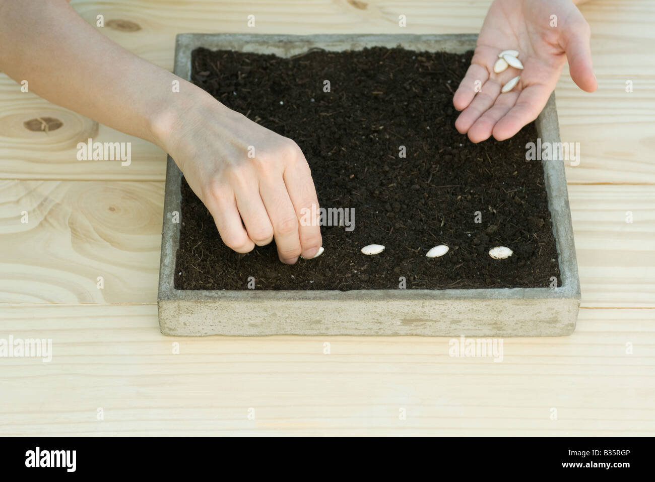 Planting seeds in tray Stock Photo