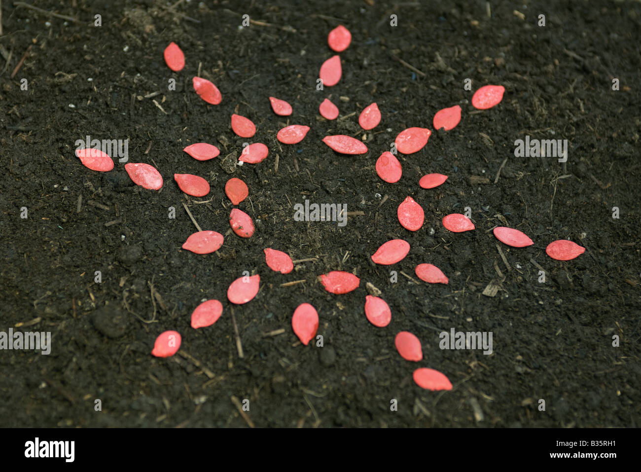 Seeds arranged in design, on soil Stock Photo