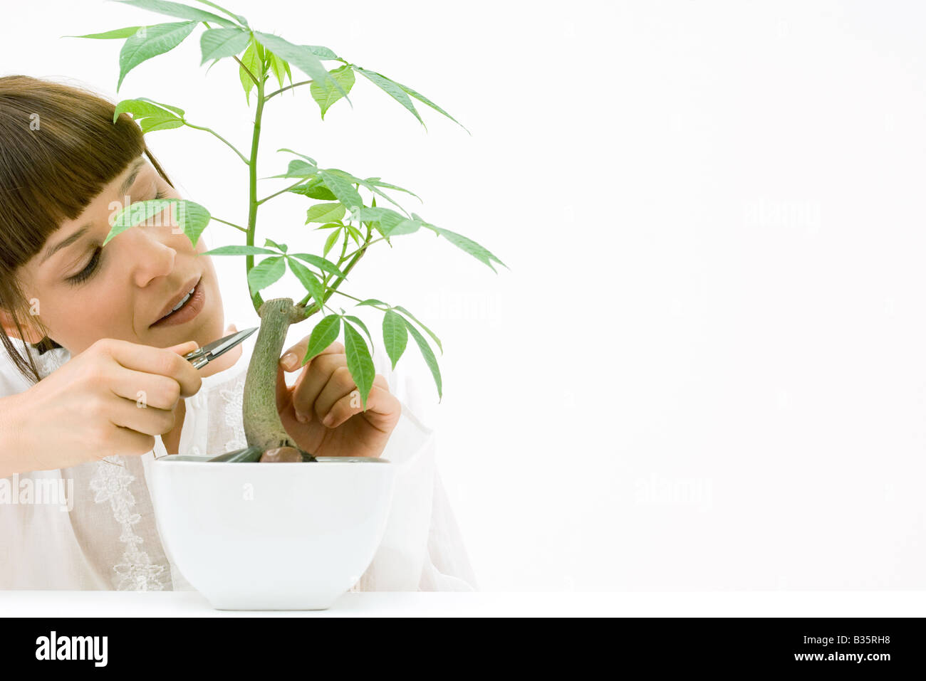 Woman pruning potted silk floss tree Stock Photo Alamy