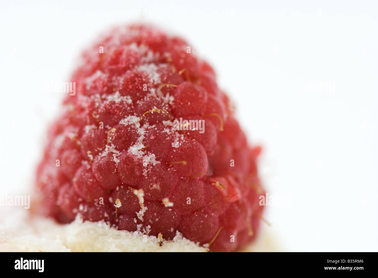 Raspberry sprinkled with sugar, extreme close-up Stock Photo