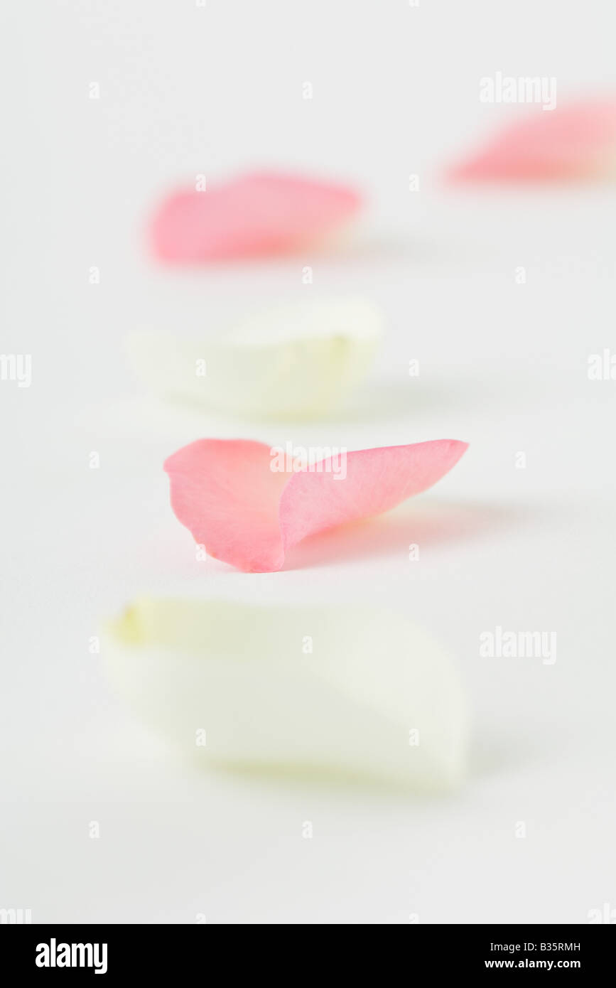 Flower petals in a row, close-up Stock Photo
