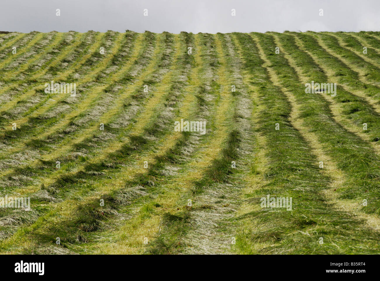 Grass field Mainland Orkney Stock Photo