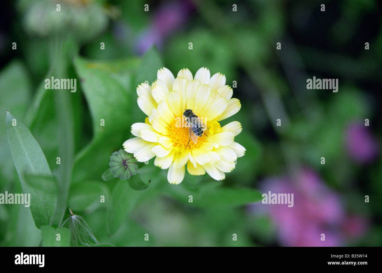 Honey bee on Pot Marigold ( calendula officinalis ), Warrington, England, Summer 2008 Stock Photo