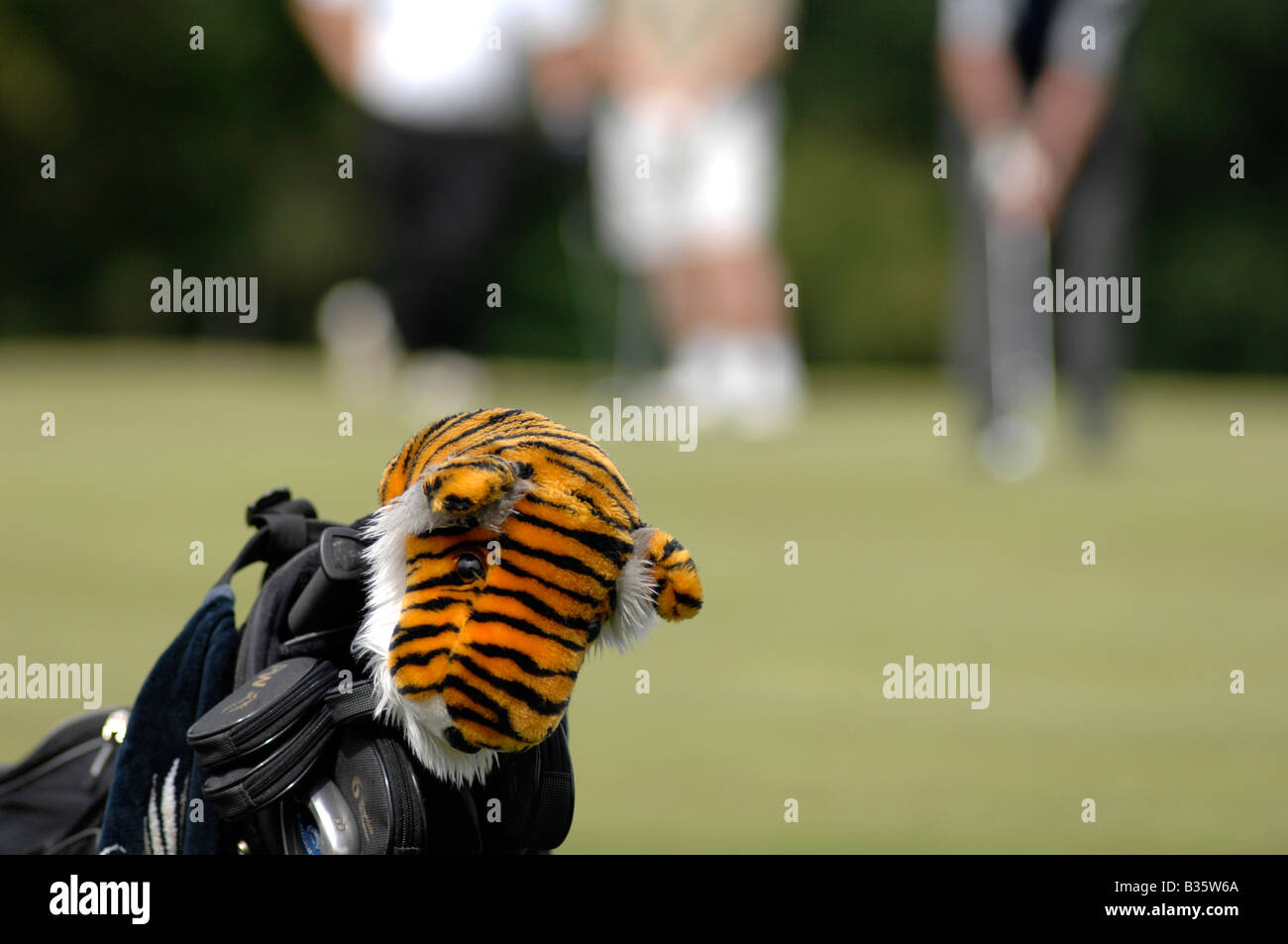 Golf Tiger Stock Photo