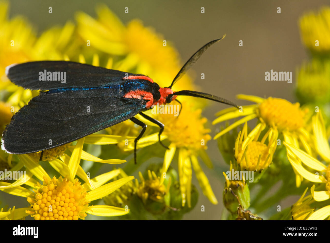 Cinnabar Moth on Tansy Ragwort Stock Photo