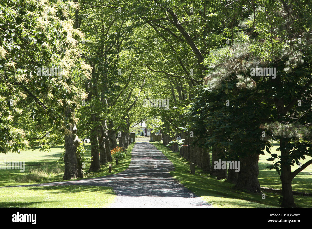 Long narrow gravel driveway lined with large decidious trees Stock Photo