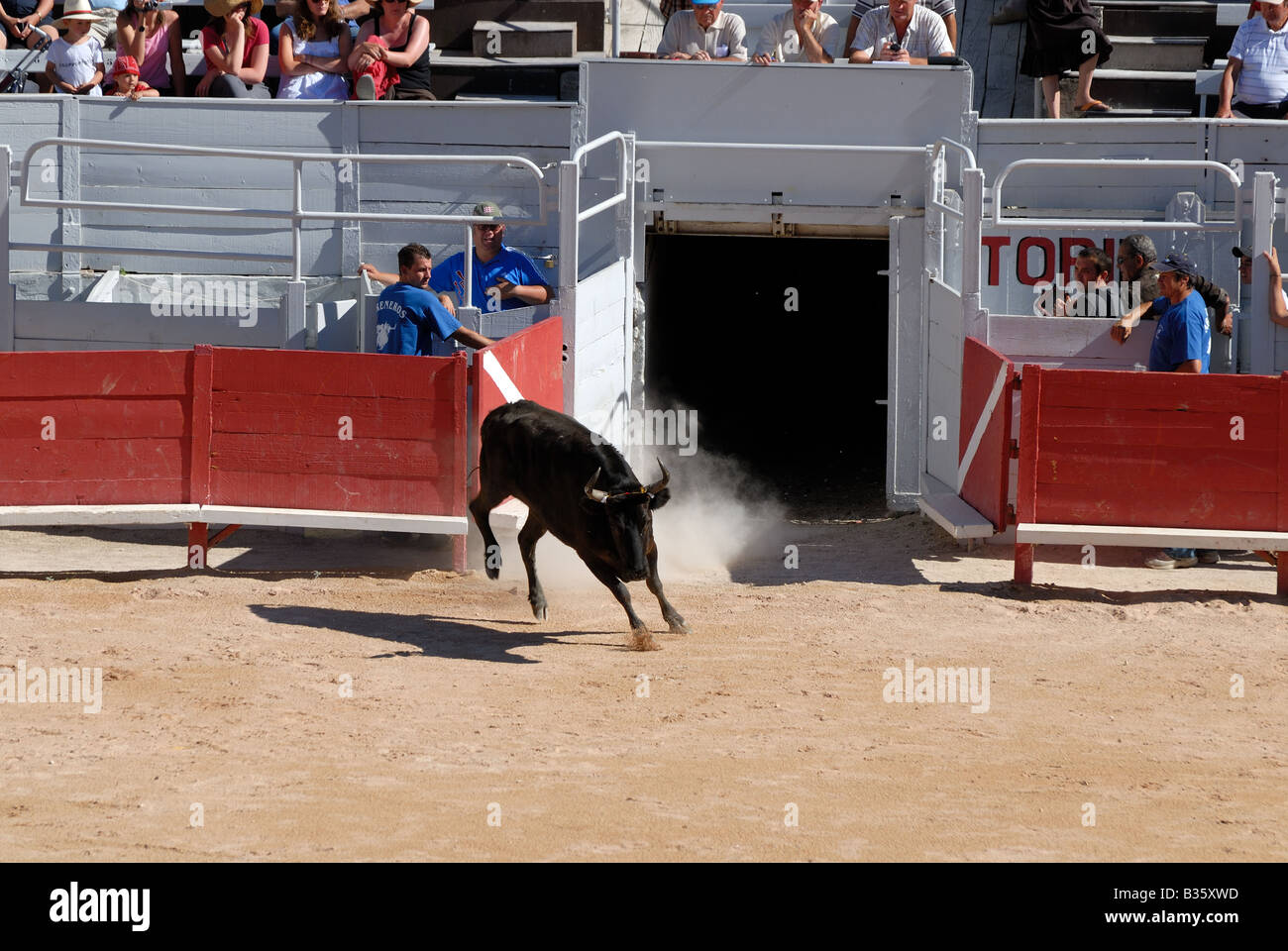 Chasing the bull in the Roman Arena at Arles, France Stock Photo