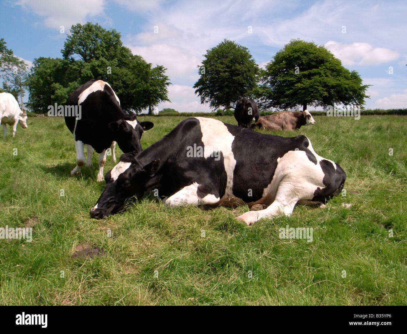Friesian Bovine Cow Stock Photo - Alamy