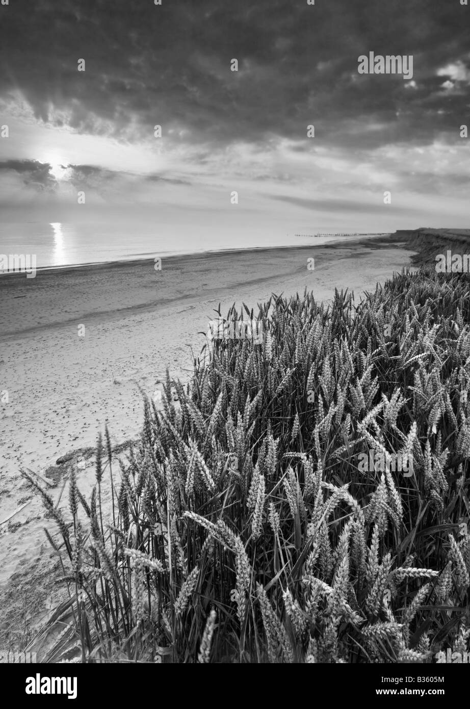 Wheat crop by the sandy beach of Happysburgh, Norfolk Stock Photo
